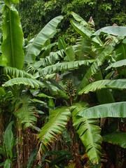 Musa troglodytarum