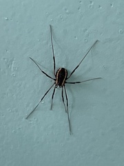 Phalangioidea