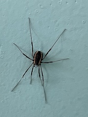 Phalangioidea