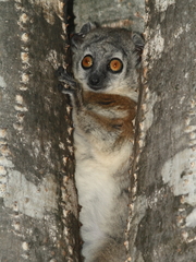 Lepilemur leucopus