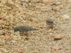 Uraeginthus angolensis