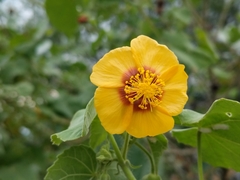 Abutilon hirtum
