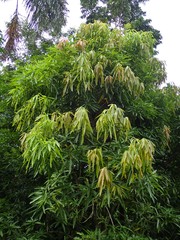 Polyalthia