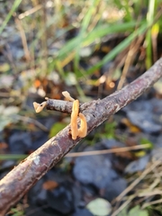 Macrotyphula contorta