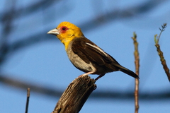 Ploceus sakalava