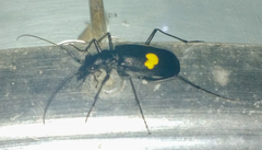 Oxycheila tristis