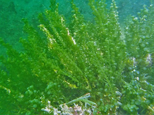 Sea Grapes