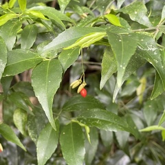 Euonymus lutchuensis