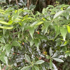 Euonymus lutchuensis