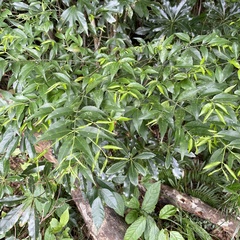 Euonymus lutchuensis