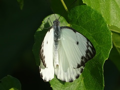 Belenois calypso