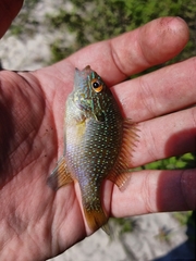 Lepomis marginatus