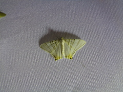 Phrygionis platinata