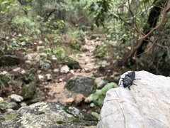 Chalcophora detrita