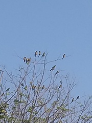 Eupsittula cactorum