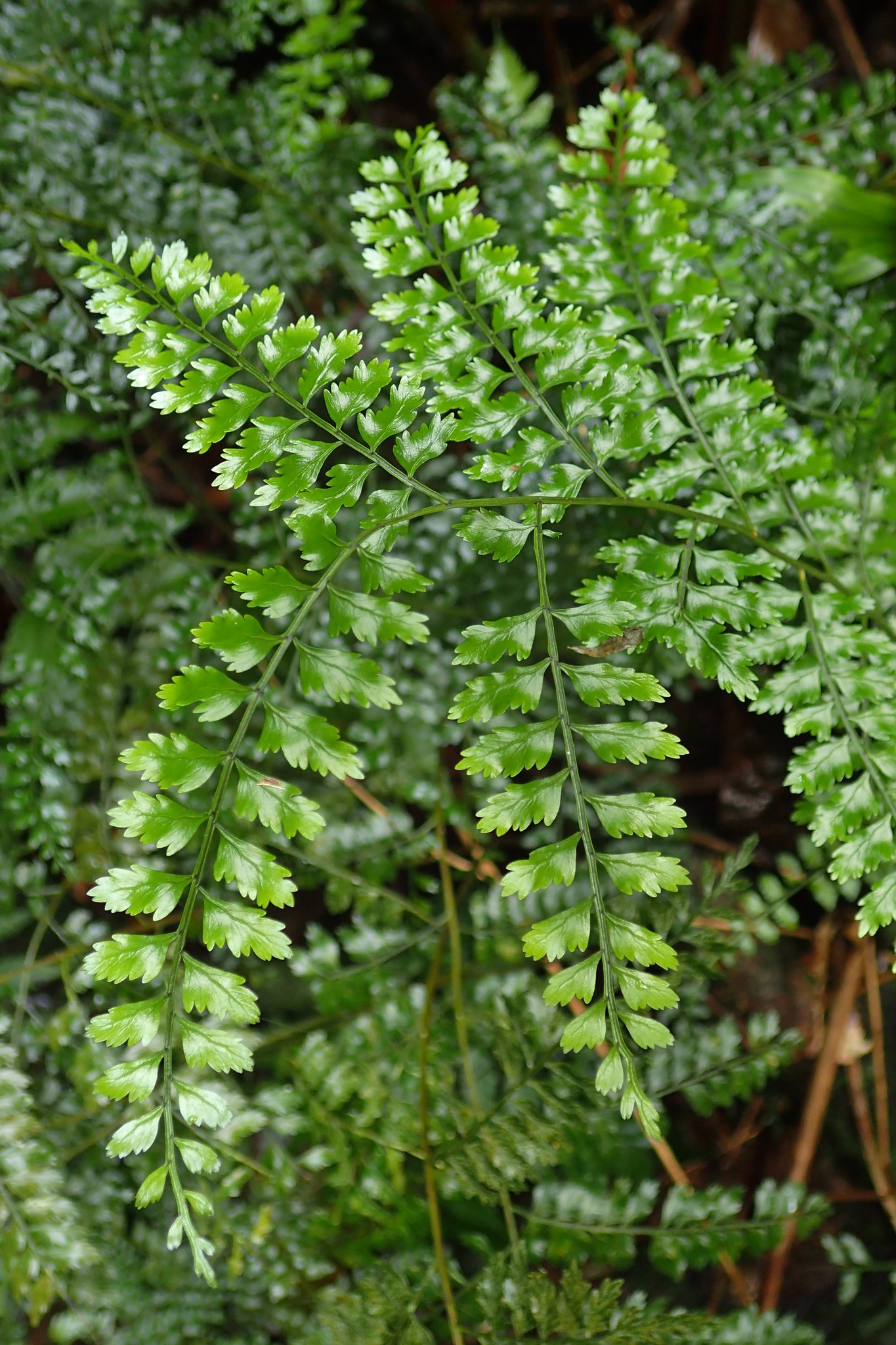 Teratophyllum