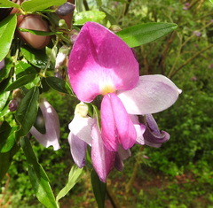 Mundulea sericea