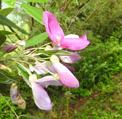 Mundulea sericea