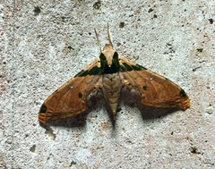 Adhemarius eurysthenes