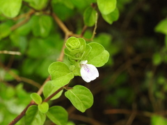 Justicia tranquebariensis