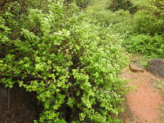 Justicia tranquebariensis