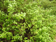 Justicia tranquebariensis