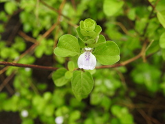 Justicia tranquebariensis