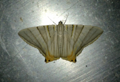 Phrygionis platinata