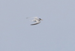 Sternula antillarum browni