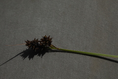 Carex lachenalii