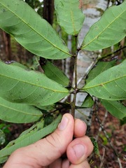 Guioa acutifolia