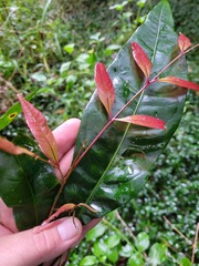 Guioa acutifolia