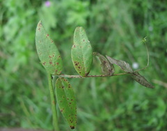 Uromyces viciae-fabae