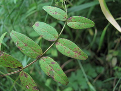 Uromyces viciae-fabae