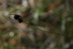 Carex lachenalii