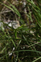 Carex lachenalii