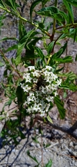 Tournefortia hartwegiana