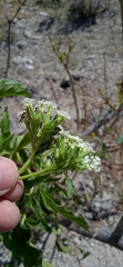 Tournefortia hartwegiana
