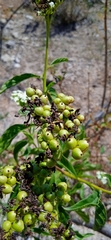 Tournefortia hartwegiana