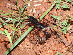 Thelyphonus sepiaris