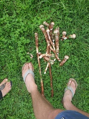 Termitomyces reticulatus