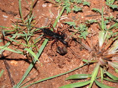 Thelyphonus sepiaris