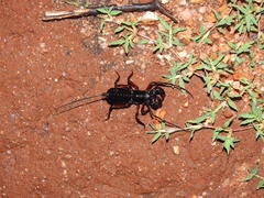 Thelyphonus sepiaris