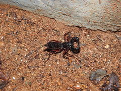 Thelyphonus sepiaris