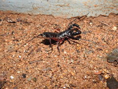 Thelyphonus sepiaris