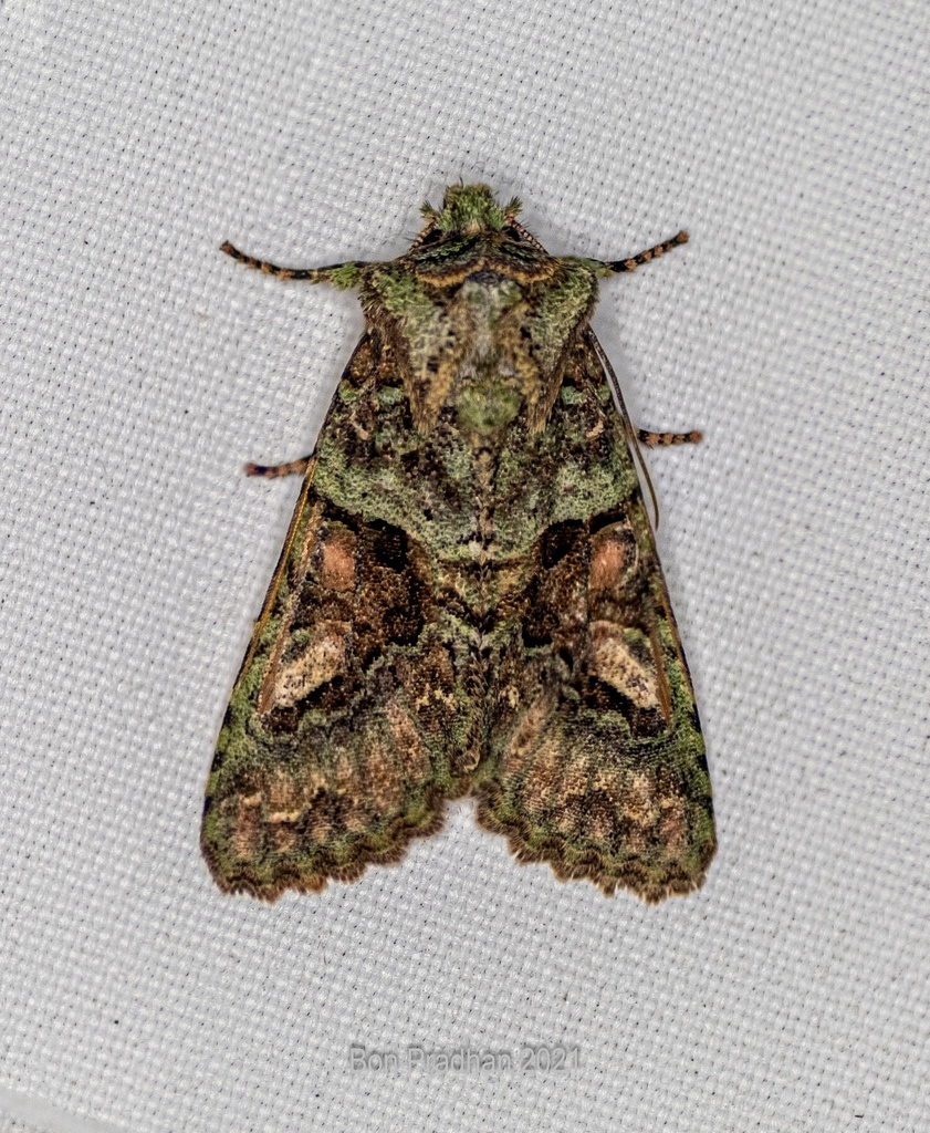 Nyctycia shelpa