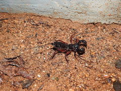 Thelyphonus sepiaris