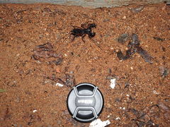 Thelyphonus sepiaris