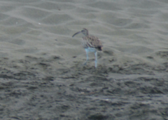 Numenius phaeopus phaeopus