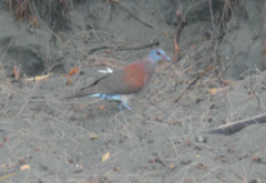 Nesoenas picturatus